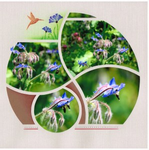 BilbaoNathalie Macioszek-Bilbao - Bourrache