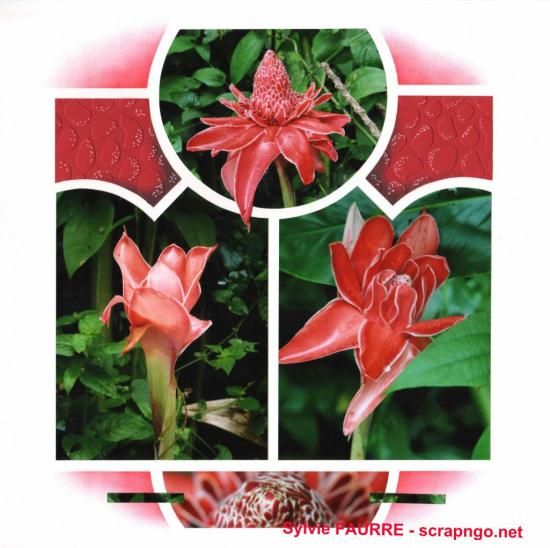 GalapagosSylvieFaurre