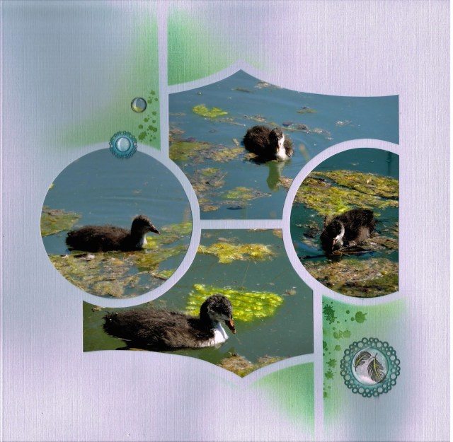 Nathalie Macioszek Galapagos