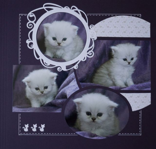 19956847_10209062676317038_2625518274666994717_o